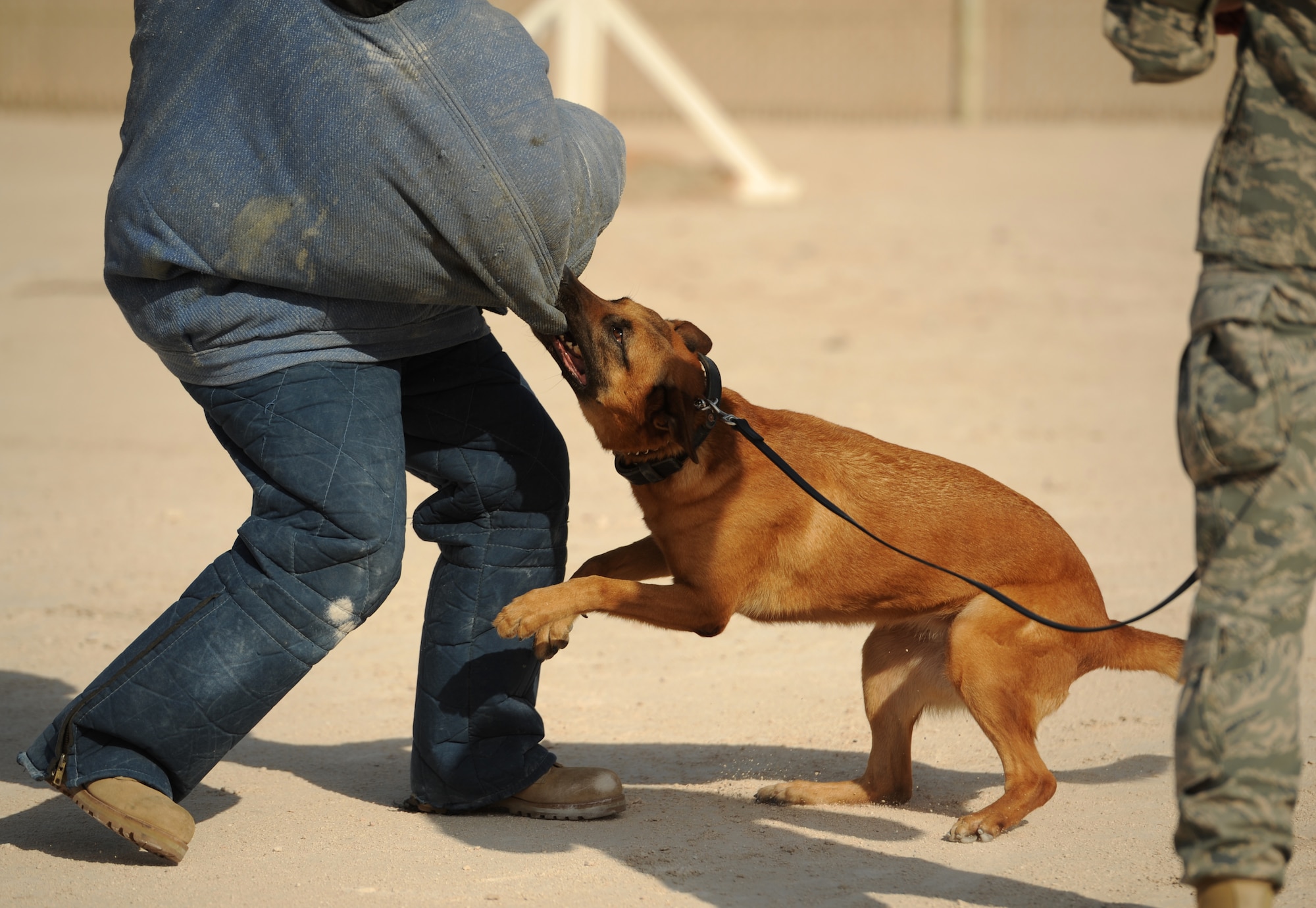 SOUTHWEST ASIA – Cindy, a military working dog, attacks a suspect during a MWD capabilities demonstration here Jan. 19, 2012. Military working dogs are trained to detect drugs, explosives, humans and are also trained to attack upon command by their handler. (U.S. Air Force photo/Staff Sgt. Nathanael Callon)
