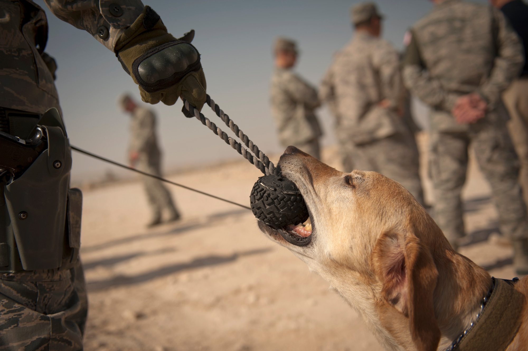 SOUTHWEST ASIA – Pier, a military working dog, plays with his handler, Staff Sgt. Marque Daniels, 379th Expeditionary Security Forces Squadron and native of Gurnee, Ill., during a MWD capabilities demonstration here Jan. 19, 2012. Military working dogs deploy to the AOR for six months at a time. In that time, they work with a handler to provide base defense. Daniels is deployed from Buckley Air Force Base, Colo. (U.S. Air Force photo/Staff Sgt. Nathanael Callon)