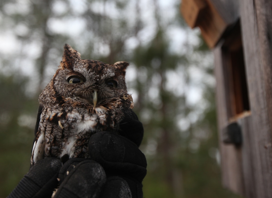 Kelly Tingle, wildlife technician with Biological Science, Environmental Management Division, Marine Corps Base Camp Lejeune, holds a screech owl found in a wood duck nest during an annual nest box maintenance check, Jan. 23. Wildlife technicians are working to replace damaged nest boxes and wood shavings inside the nests. ::r::::n::