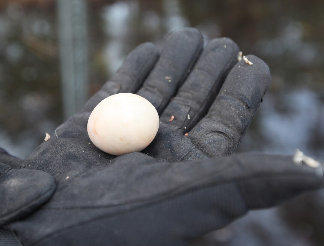 Kelly Tingle, wildlife technician with Biological Science, Environmental Management Division, Marine Corps Base Camp Lejeune, holds a wood duck egg that was not able to hatch during an annual nest box maintenance check, Jan. 23. Wildlife technicians are working to replace damaged nest boxes and wood shavings inside the nests.