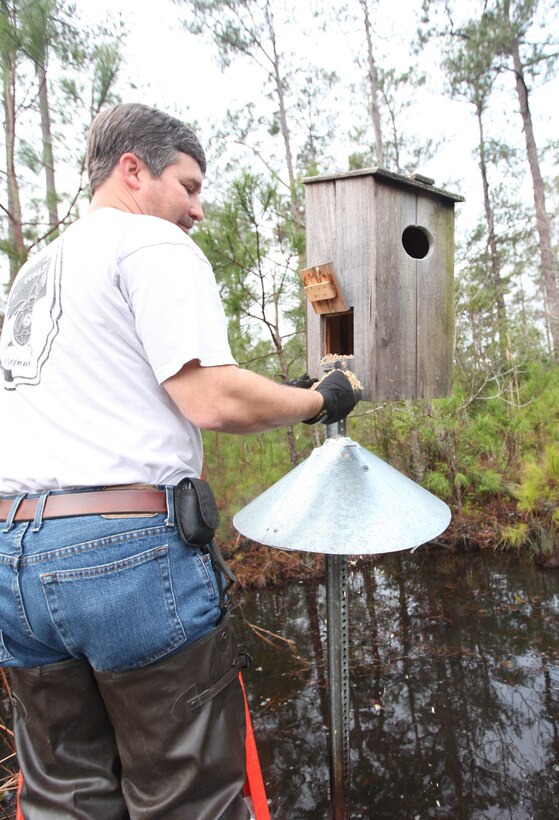 Kelly Tingle, wildlife technician with Biological Science, Environmental Management Division, Marine Corps Base Camp Lejeune, replaced old wood shavings in wood duck nests during an annual nest box maintenance check, Jan. 23. EMD and patrons aboard MCB Camp Lejeune have contributed to the restoration of the ducks and other birds by providing nest boxes, which are artificial cavities for the ducks that nest here year-round.