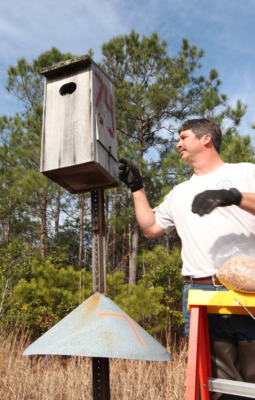 Kelly Tingle, wildlife technician with Biological Science, Environmental Management Division, Marine Corps Base Camp Lejeune, replaced old wood shavings in wood duck nests during an annual nest box maintenance check, Jan. 23. EMD and patrons aboard MCB Camp Lejeune have contributed to the restoration of the ducks and other birds by providing nest boxes, which are artificial cavities for the ducks that nest here year-round.