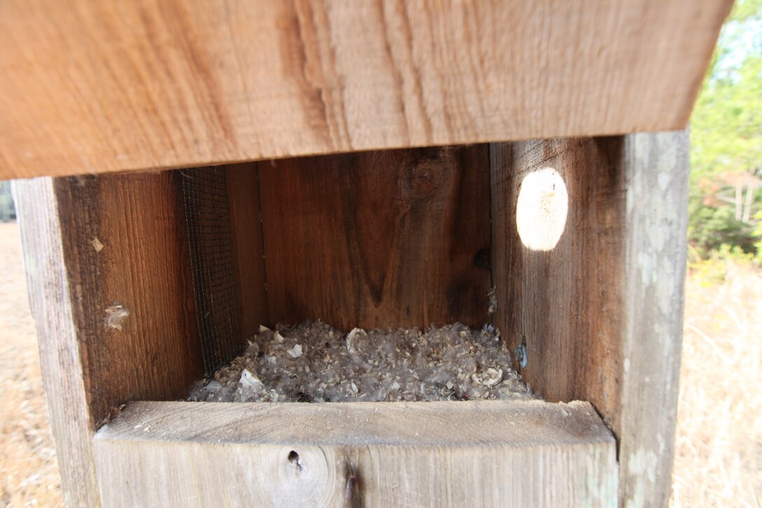 Kelly Tingle, wildlife technician with Biological Science, Environmental Management Division, Marine Corps Base Camp Lejeune, replaced old wood shavings in wood duck nests during an annual nest box maintenance check, Jan. 23. But EMD and patrons aboard MCB Camp Lejeune have contributed to the restoration of the ducks and other birds by providing nest boxes, which are artificial cavities for the ducks that nest here year-round.