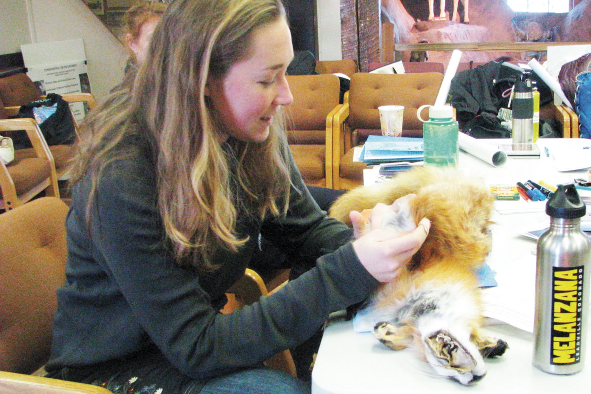 Hannah Brewster examines the fur on a red fox pelt  at a Project WILD class recently on Joint Base Elmendorf-Richardson. Classes are available to those who want to educate themselves or others about the ecology of Alaska, and can earn students a college credit. Alaska’s rich variety of wildlife provides plenty of course material. (Courtesy photo/Sarah Jones)