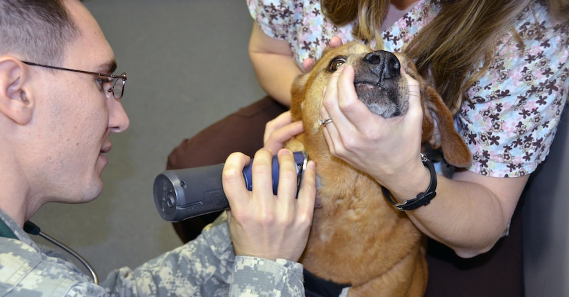 Army Capt. (Dr.) Andrew Schrader prepares a dog for inspection by clipping the hair on the dog’s throat before an appointment at the Joint Base Charleston – Air Base Veterinary Treatment Facility. (U.S. Air Force photo / Airman 1st Class Tom Brading)