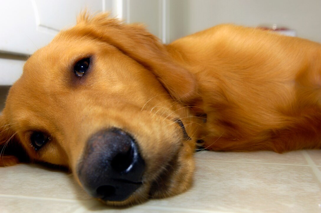 WARRENSBURG, Mo. -- Bear, a golden retriever and Whiteman AFB pet, relaxes at his home.  Whiteman pet owners should follow the rules and regulations and reference the Whiteman AFB Instruction 48-131/Domestic Animal Control Manuel. Base residents must register and have a microchip inserted into their animals at the veterinary treatment facility within five duty days of their arrival to the base. The best way to get a pet back home is to keep an identification tag on them. (U.S. Air Force photo by Staff Sgt. Alexandra M. Boutte) (RELEASED)
