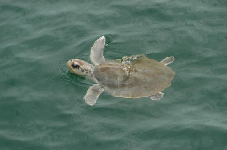 Kemp's Ridley Turtle