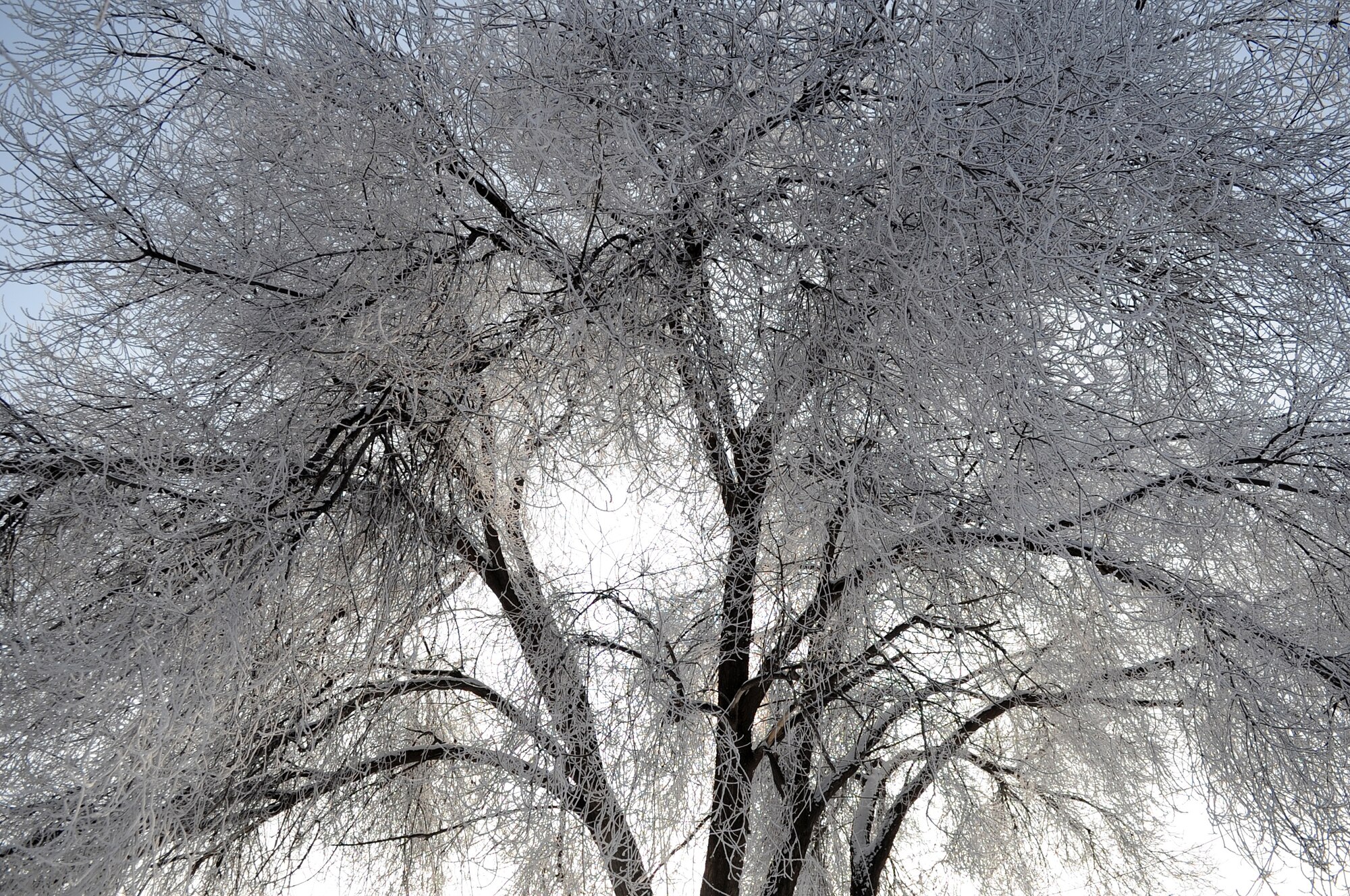 A tree stands frozen on the Transit Center at Manas, Kyrgyzstan, Jan. 28, 2012. The trees at the Transit Center took on icy coats after a layer of freezing fog rolled into the base area late last night. The lowest recorded temperature in Kyrgyzstan for this time of year is minus 14 degrees Fahrenheit. The country has elevation extremes with the Peaks of Tien Shan and associated valleys and basins encompassing the entire nation. The climate is greatly influenced by the mountains.
 (U.S. Air Force photo/Master Sgt. Tracy L. DeMarco)
