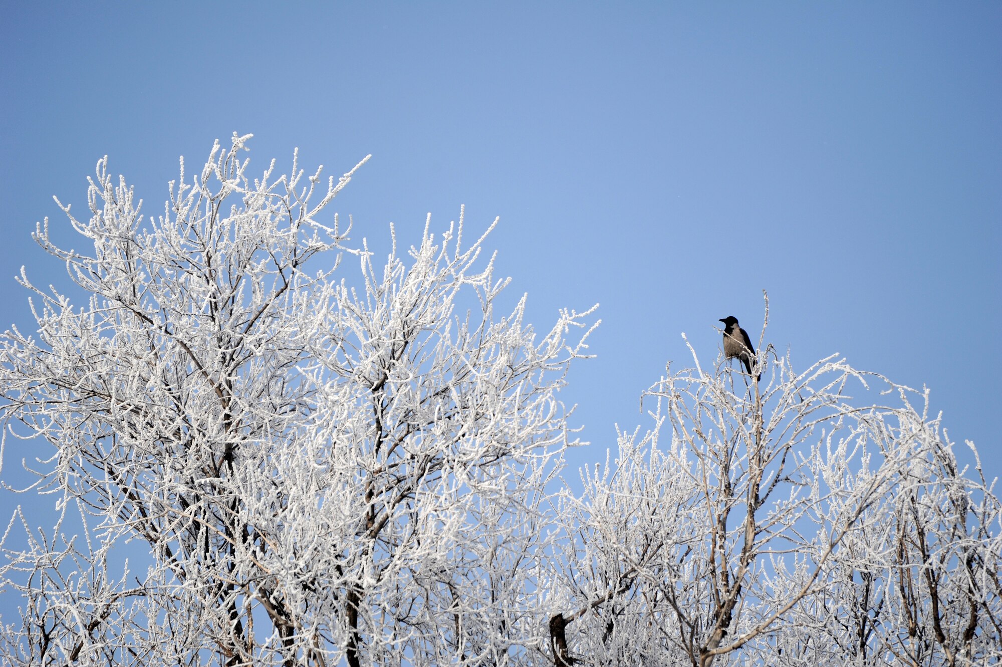 With the warm sun on its chest, a bird rests on the top of a thawing tree on the Transit Center at Manas, Kyrgyzstan, Jan. 28, 2012. Kyrgyzstan's climate is affected mostly by the mountains. Almost 90 percent of the country is more than 4,900 feet above sea level with the average temperature in January at about 17 degrees Fahrenheit.
 (U.S. Air Force photo/Master Sgt. Tracy L. DeMarco)
