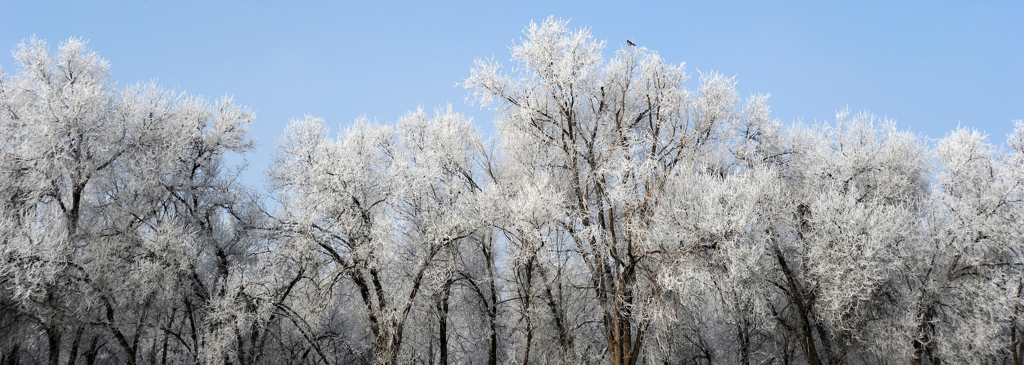 Not a single tree, not matter the size or type, could escape the freezing fog at the Transit Center at Manas, Kyrgyzstan, Jan. 28, 2012. The afternoon brought a beautiful sky and plenty of sunlight to thaw the trees. But to no avail, the trees remained frozen and white into the evening hours.
(U.S. Air Force photo/Master Sgt. Tracy L. DeMarco)
