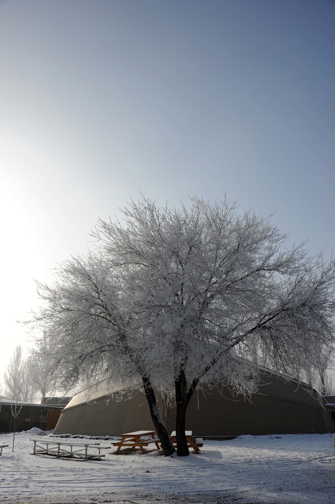 A frozen tree thaws in the afternoon sun at the Transit Center at Manas, Kyrgyzstan, Jan. 28, 2012. A late evening fog rolled into the area on Jan. 27, which quickly froze to the tree branches. This time of year in Kyrgyzstan, the average temperature is 17 degrees Fahrenheit. 
(U.S. Air Force photo/Master Sgt. Tracy L. DeMarco)
