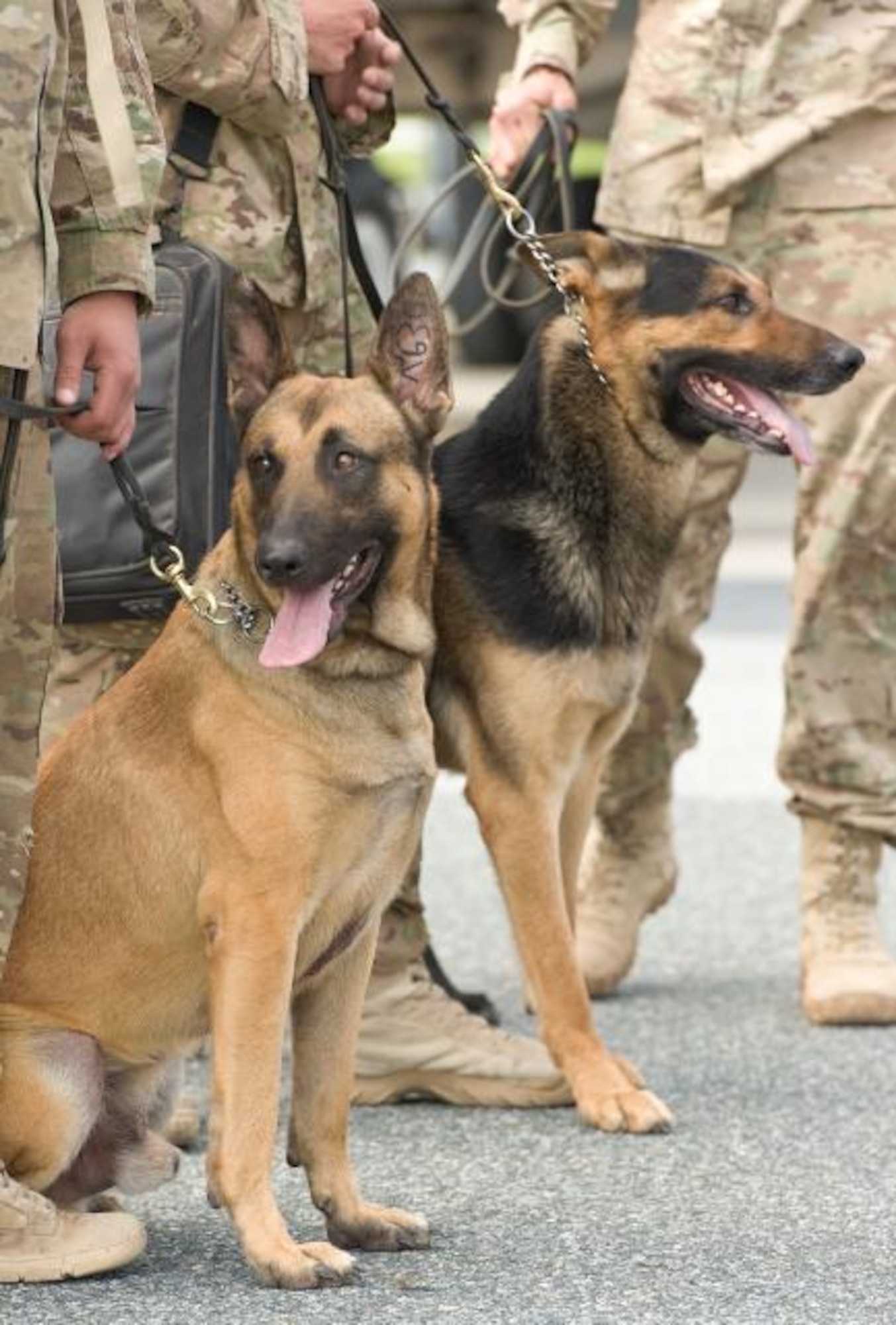 Military working dogs return from a deployment in Iraq, May 5, 2012, at Dover Air Force Base, Del. MWDs go through three months of initial training at Lackland AFB for explosive and narcotic detection. (U.S. Air Force photo by Roland Balik)