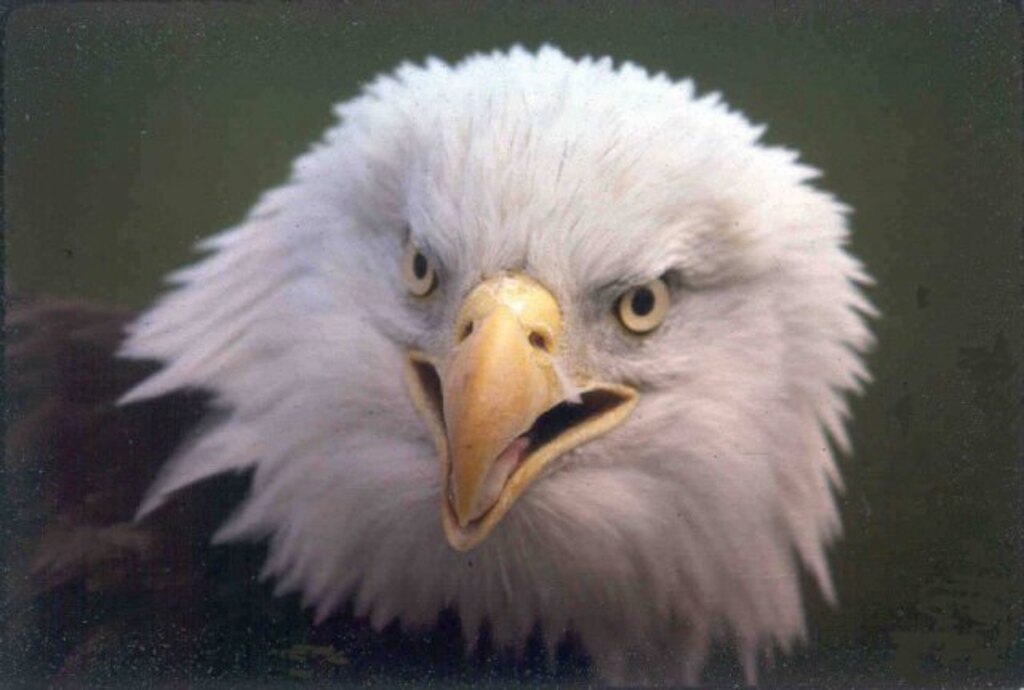 A bald eagle is spotted in St. Paul, Minn.