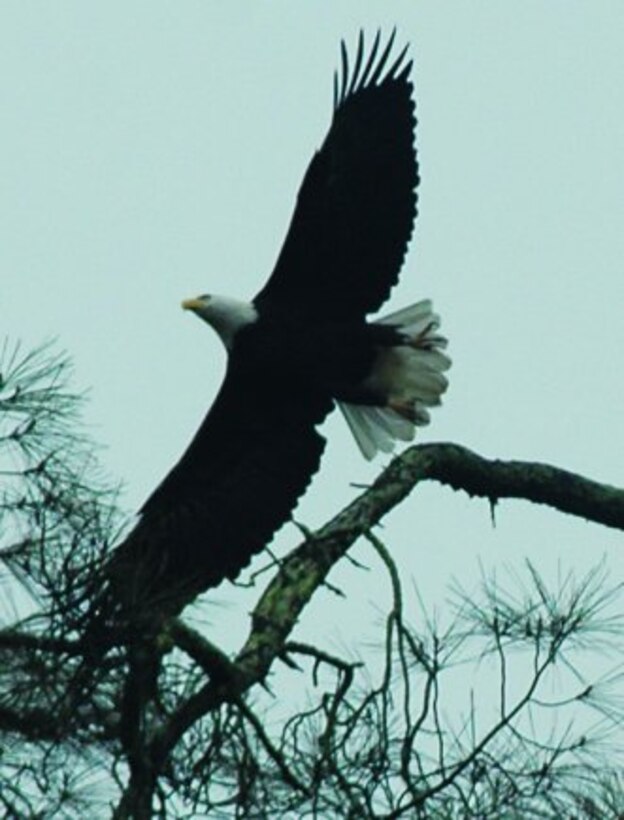 A bald eagle is spotted near the park entrance at Lake Sonoma, Calif.
