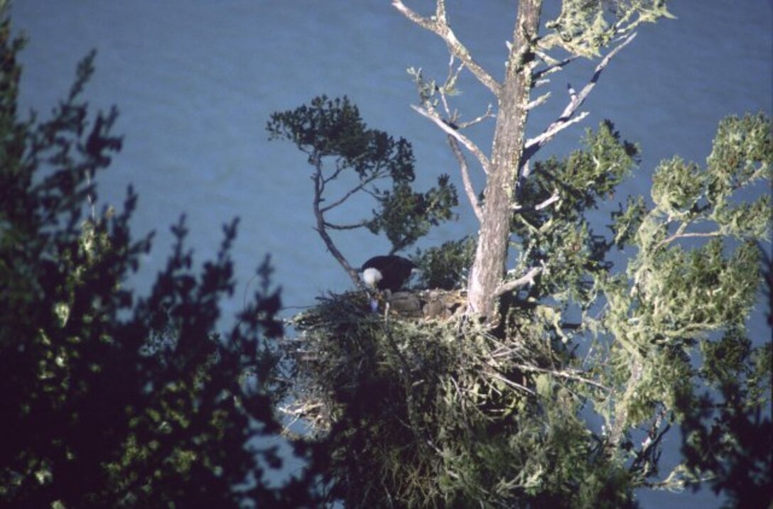A bald eagle is spotted in its nest at Lake Sonoma, Calif., tending to its two offspring.
