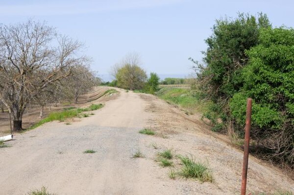 The current, degraded levee known as the "J levee," separates privately owned orchards (left) and natural flood plain (right) near Hamilton City, Calif. A mature elderberry plant on the far right is home to the valley elderberry longhorn beetle, which has been listed as a federally threatened species since 1980.