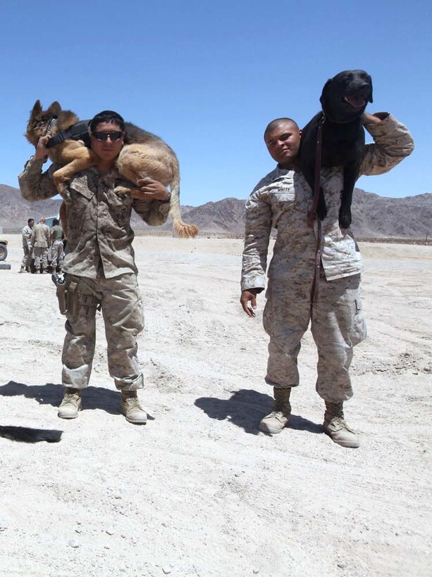 Military working dog handlers with 1st Law Enforcement Battalion, I Marine Expeditionary Force hold their dogs during Large Scale Exercise-1, Javelin Thrust 2012, July 8. Javelin Thrust is an annual large-scale exercise with 1st Marine Expeditionary Brigade at Marine Corps Air Ground Combat Center Twentynine Palms, Calif., which allows active and reserve Marines and sailors from 38 different states to train together as a seamless Marine Air Ground Task Force.