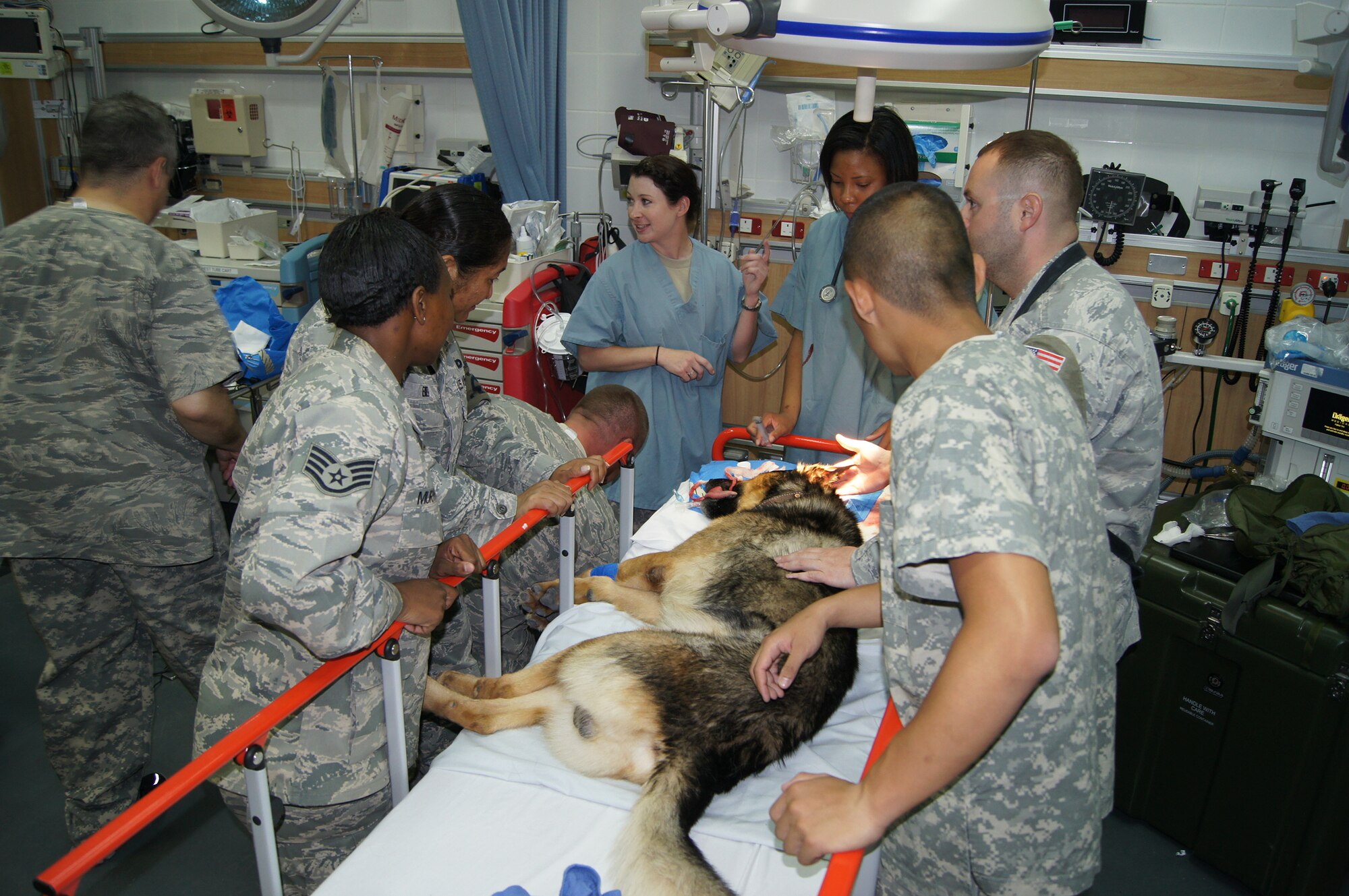 Service members work to remove a tooth compacted in the jaw of Saman, a military working dog stationed with the 379th Expeditionary Security Forces Squadron at Southwest Asia, June 16, 2012. Saman injured himself by running full-speed into a concrete wall during a training exercise. (U.S. Air Force courtesy photo/Released) 