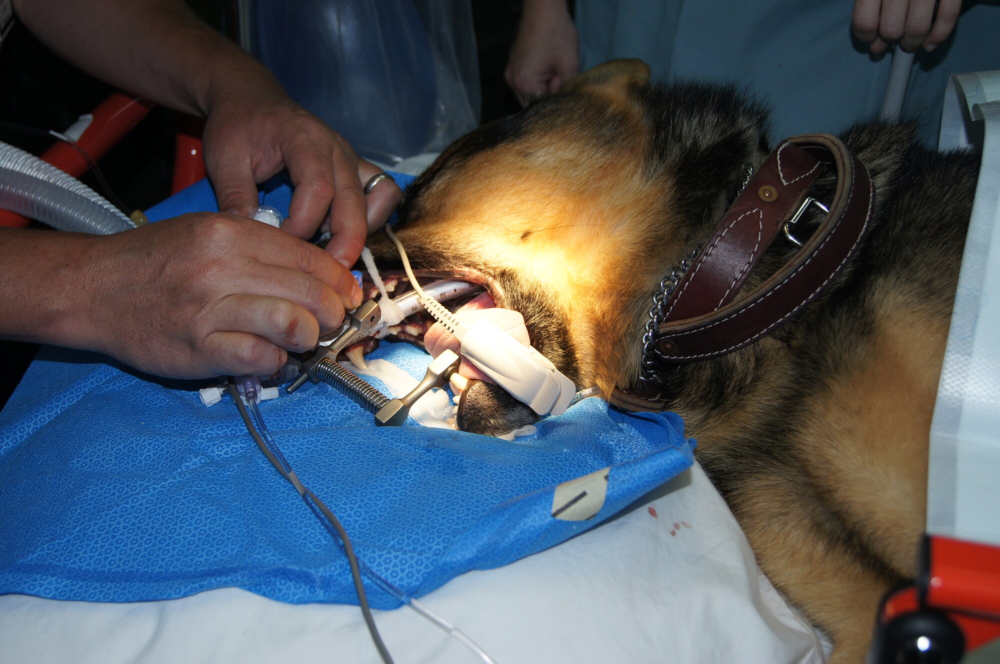 Saman, a military working dog stationed with the 379th Expeditionary Security Forces Squadron, lies on an operating table, June 16, 2012, at Southwest Asia as medical personnel attempt to remove a tooth, which was forced into his jaw during a training accident. Most medical care the dogs require in a deployed location has to do with scratched paws and insect bites, making this procedure somewhat unique. (U.S. Air Force courtesy photo/Released)