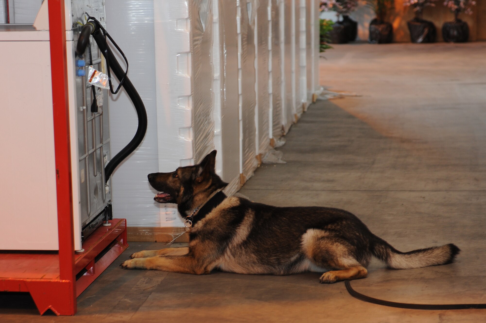 Karo, 35th Security Forces Squadron military working dog, lays down in front of a washing machine at the furnishings management office warehouse during detection training at Misawa Air Base, Japan, July 10, 2012. When a dog detects a strange odor during training, it will lay down or show signals that there is contraband nearby. The purpose of the training is to test and hone the canine’s skills for detecting substances in real-world situations. (U.S. Air Force photo by Airman 1st Class Kia Atkins/Released)