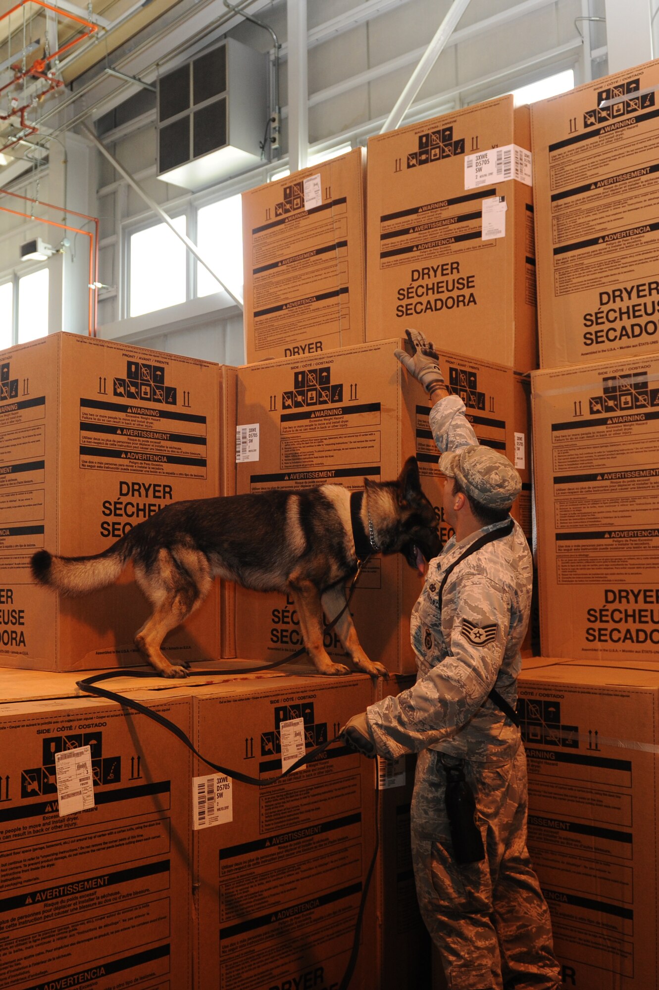 U.S. Air Force Staff Sgt. Carlos Orantes, 35th Security Forces Squadron military working dog handler, and Karo, 35 SFS military working dog, search the furnishings management office warehouse for contraband and strange odors during detection training at Misawa Air Base, Japan, July 10, 2012. The purpose of the training is to test and hone the canine’s skills for detecting substances in real-world situations. (U.S. Air Force photo by Airman 1st Class Kia Atkins/Released)