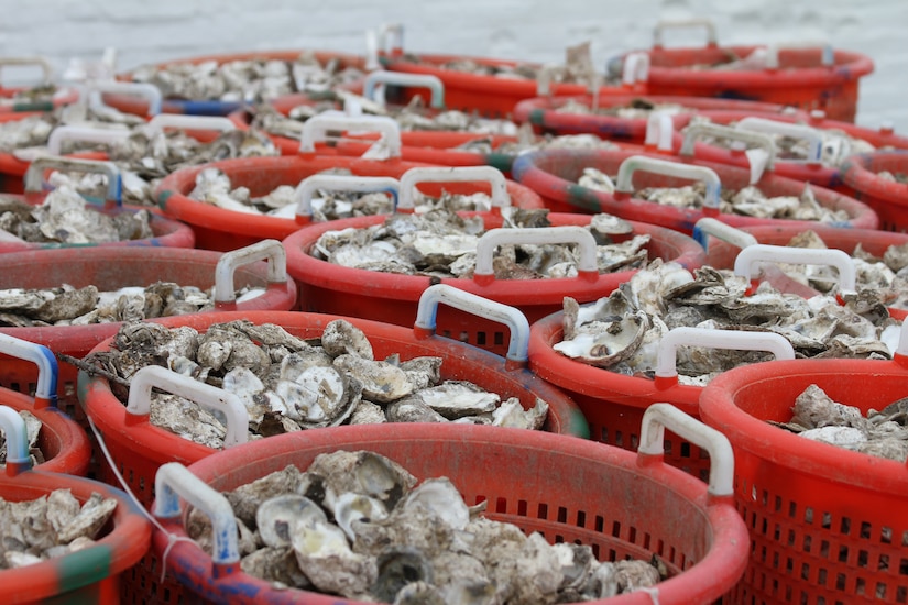 The Chesapeake Bay Foundation delivered 60 bushels of oyster shells to Norfolk District, U.S. Army Corps of Engineers, April 2, 2012.  The CBF collects empty oyster shells and recycles them to create oyster reefs and, in turn, restore native oysters in the Chesapeake Bay. Norfolk District partnered with fourth graders from Virginia Beach’s Seatack Elementary School in 2011 to grow baby oysters in floats and then, this spring, create an oyster reef at historic Fort Norfolk, where the Norfolk District is located. The reef is an effort to restore the oyster population and improve the health of the Elizabeth River and the Chesapeake Bay. (U.S. Army photo/Kerry Solan)