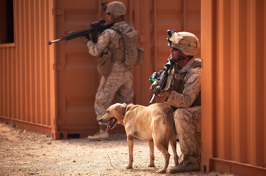 Lance Cpl. Jarrett Hatley, a working dog handler with Lima Company, 3rd Battalion, 3rd Marine Regiment, and his dog Blue provide security while clearing two city blocks during Exercise Clear, Hold, Build 1 on Marine Corps Air Ground Combat Center Twentynine Palms, Calif., Aug. 4, 2011. The three-day CHB-1 evolution is part of the 35-day Enhanced Mojave Viper training exercise. During EMV, the Marines of ‘America’s Battalion’ are training to kill enemy fighters by solidifying infantry skills and practicing counterinsurgency operations. They’re preparing for an upcoming fall deployment to Afghanistan’s southernmost Helmand province, where they’ll support Operation Enduring Freedom. Hatley, 21, is from Millingport, N.C. (Official U.S. Marine Corps photo by Cpl. Reece Lodder / RELEASED)