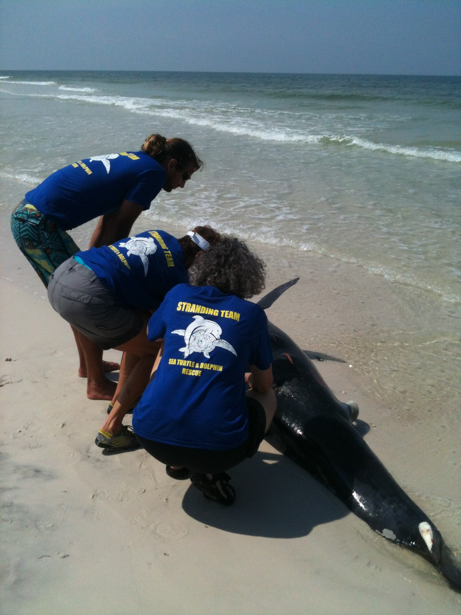Members from Panama City’s Gulf World and the 325th Civil Engineer Squadron Natural Resources worked together to access a deceased dolphin that washed onto Tyndall’s area of Shell Island. (Courtesy photo by Shannon Secco)