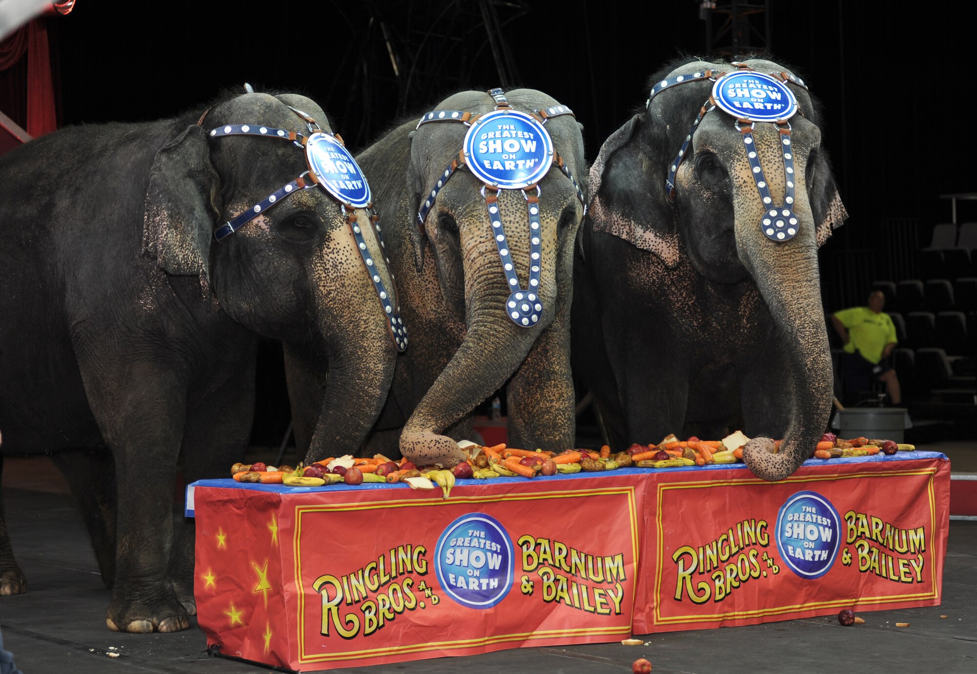 Ringling Brothers and Barnum and Bailey Circus show elephants demonstrate healthy eating tips to children of deployed troops from Keesler Air Force Base, Miss., July 5, 2012, at the Mississippi Coast Coliseum.  The children also learned circus style exercises from show members.  (U.S. Air Force photo by Kemberly Groue)