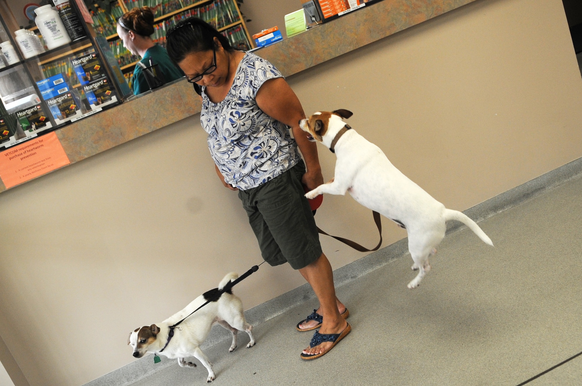 Crocker, a two year-old Jack Russell Terrier, jumps excitedly toward his owner, Rosa McCabe, during a visit to the Veterinary Treatment Facility on Seymour Johnson Air Force Base, N.C., July 10, 2012. The clinic offers an array of vaccinations and wellness exams for cats and dogs of Department of Defense identification card holders. (U.S. Air Force photo/Airman 1st Class Aubrey Robinson/Released)