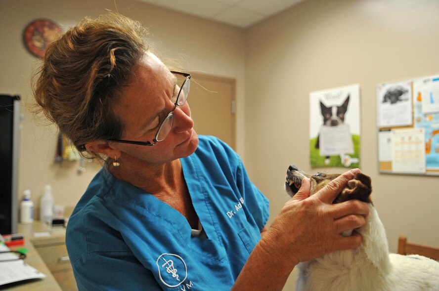 Dr. Adrian Boe, veterinarian, inspects Betty’s mouth at the Veterinary Treatment Facility on Seymour Johnson Air Force Base, N.C., July 10, 2012.  Boe is a veterinarian at the Marine Corps Air Station Cherry Point Veterinary Treatment Facility and commutes twice a week to perform routine appointments. (U.S. Air Force photo/Airman 1st Class Aubrey Robinson/Released)