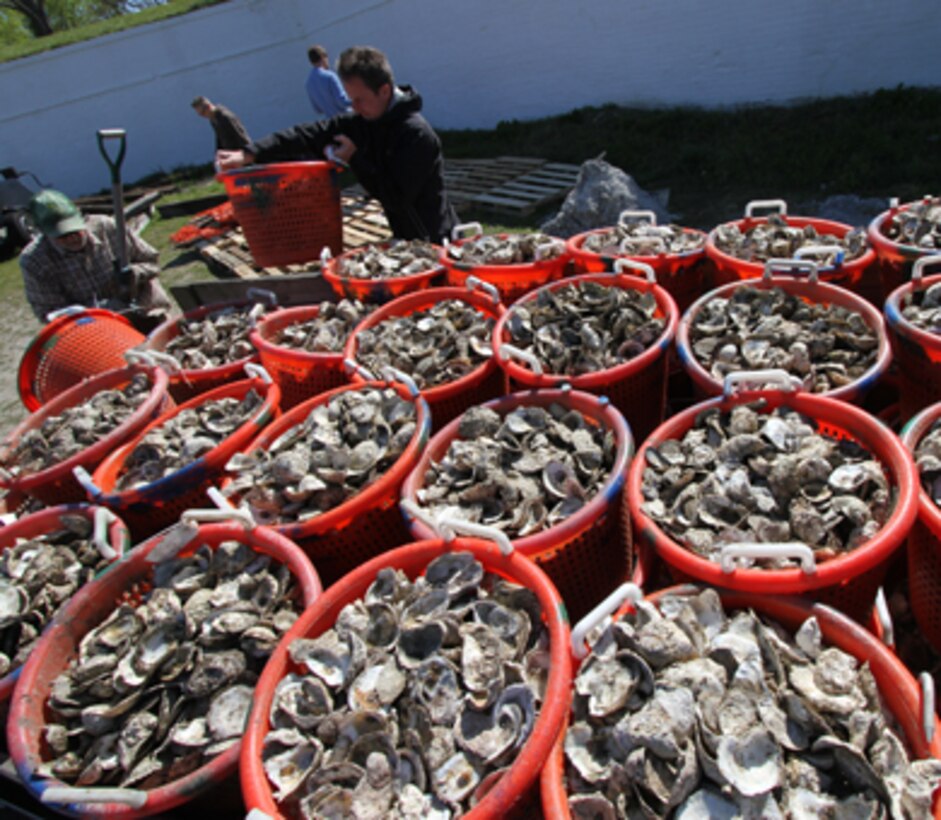 Norfolk District and Chesapeake Bay Foundation employees unload 60 bushels of oyster shell at Fort Norfolk April 2, 2012. The Chesapeake Bay Foundation delivered the 60 bushels to support the oyster restoration efforts of the Norfolk District, U.S. Army Corps of Engineers, and fourth graders from Virginia Beach’s Seatack Elementary School. The district and the school partnered in 2011 to grow baby oysters in floats and this spring they will build an oyster reef to help restore the oyster population and improve the health of the Elizabeth River and the Chesapeake Bay. (U.S. Army photo/Kerry Solan)