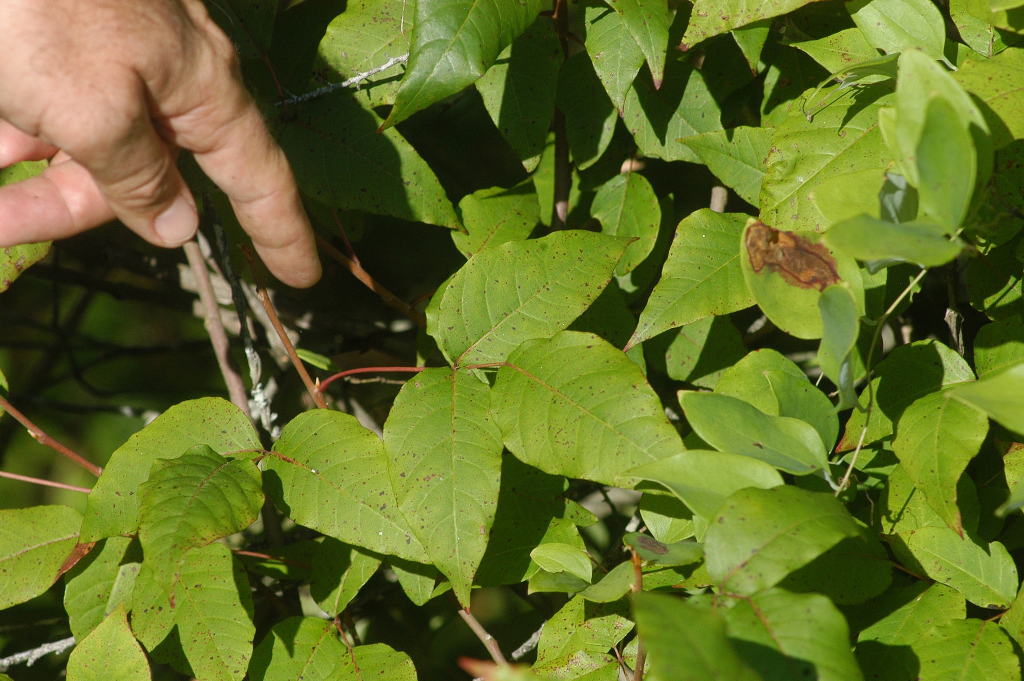 Poison ivy (seen in photo), poison oak and poison sumac are among the more than 400 species of plants found on base. (U. S. Air Force photo/Sue Sapp)