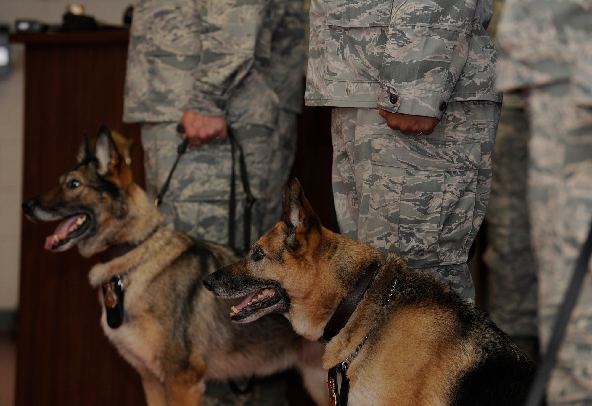 Conny and Jago, 6th Security Forces Squadron military working dogs, stand next to their handlers and new owners during their retirement ceremony at MacDill Air Force Base, Fla., July 12, 2012. Three military working dogs were retired.  (U.S. Air Force photo by Staff Sgt. Linzi Joseph/Released/cropped to point of interest)