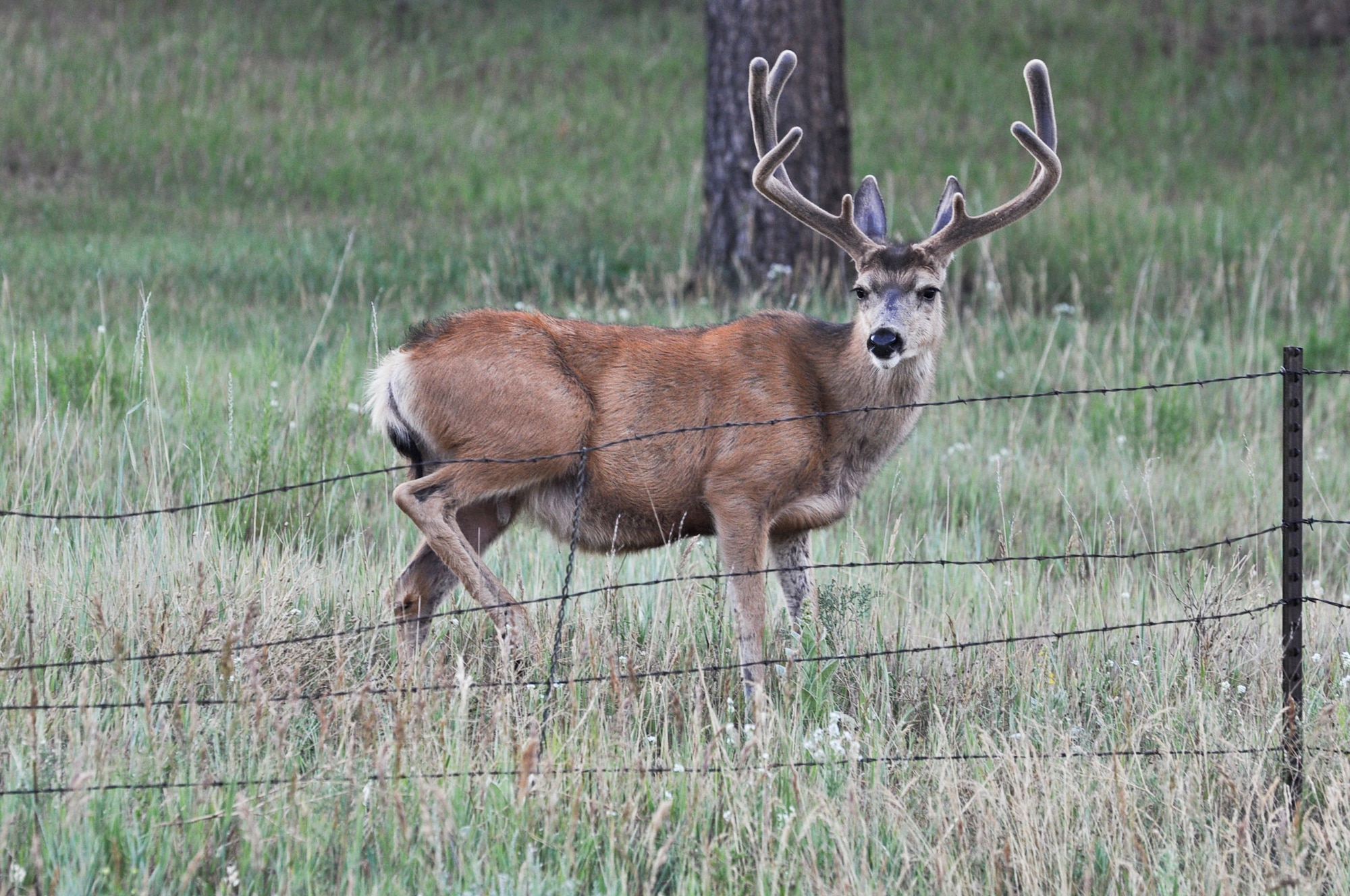EVERGREEN, Colo. – A deer stands in a field July 10, 2012. During fishing expeditions, anglers will have the chance to see wildlife such as this and more while on their way to their destination or while fishing. (U.S. Air Force photo/Senior Airman Christopher Gross)