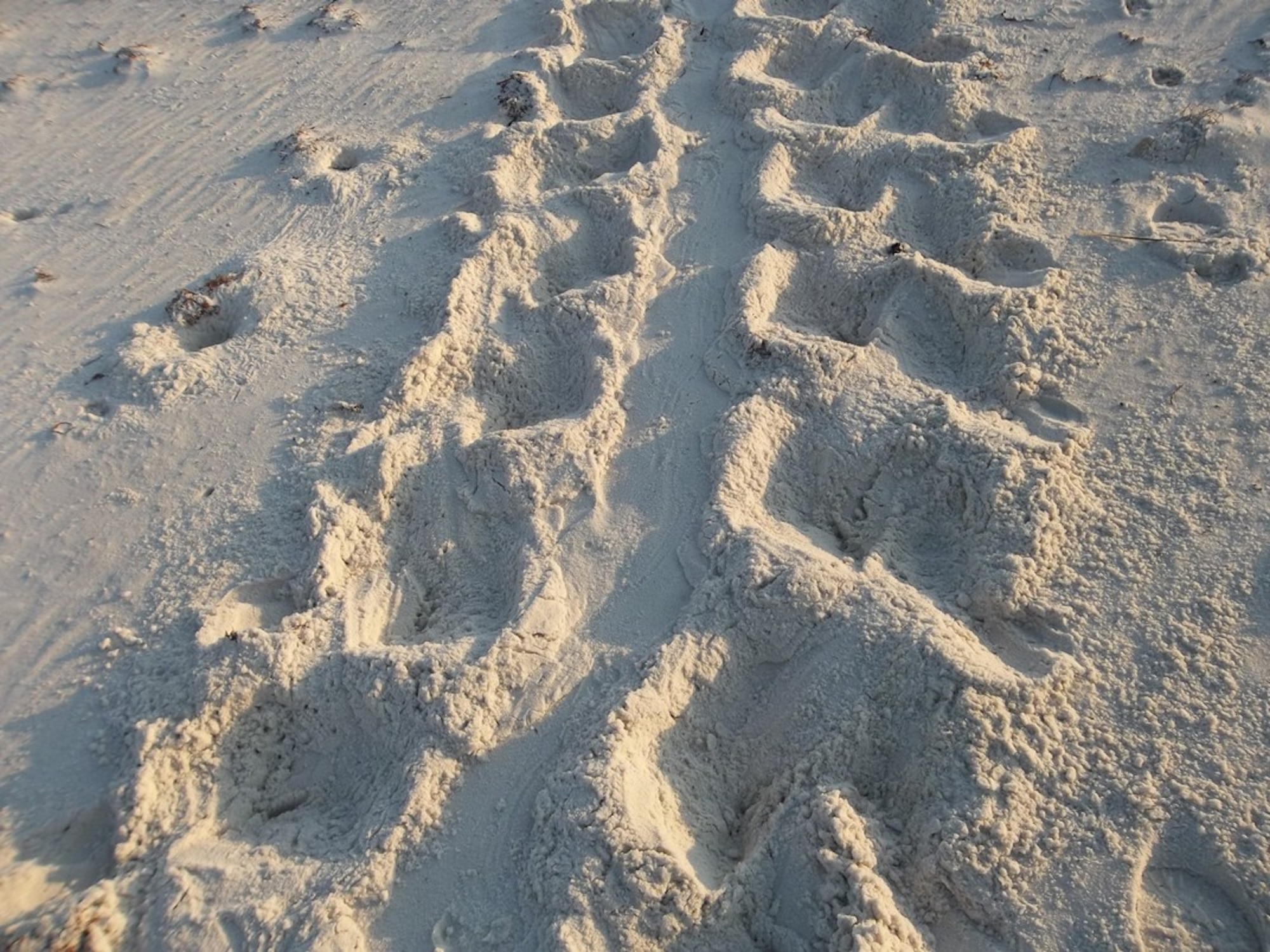 When the turtles make their way on shore to dig their nests, they leave behind tracks called a beach crawl, shown more closely in the image above.The loggerhead sea turtle builds its nests on Tyndall’s beaches between May and October. Approximately 60 nests have been laid on Tyndall’s beach this nesting season. (U.S. Air Force photo by Shannon Secco) 