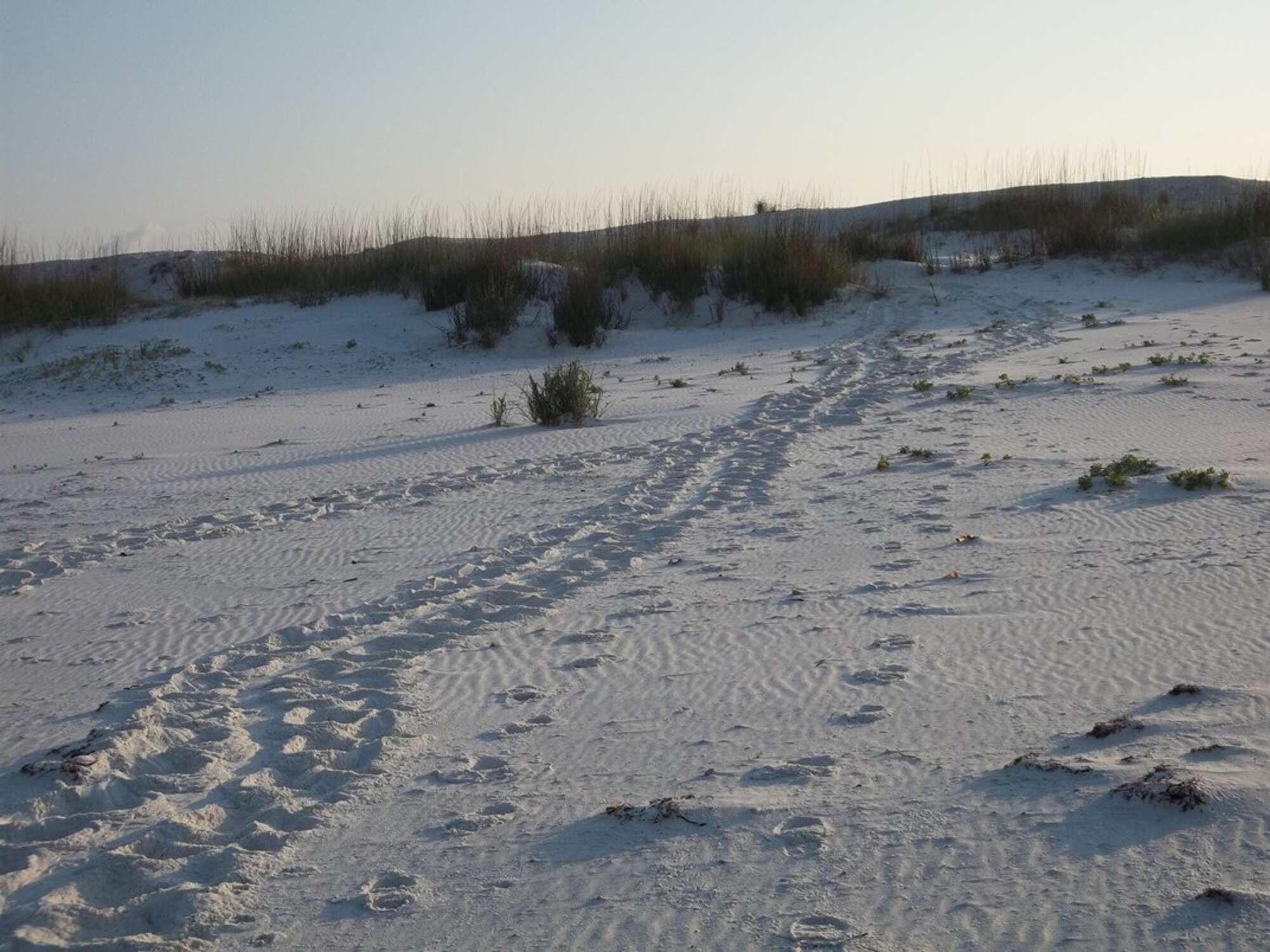 The loggerhead sea turtle builds its nests on Tyndall’s beaches between May and October. When the turtles make their way on shore to dig their nests, they leave behind tracks called a beach crawl. Approximately 60 nests have been laid on Tyndall’s beach this nesting season. (U.S. Air Force photo by Shannon Secco) 