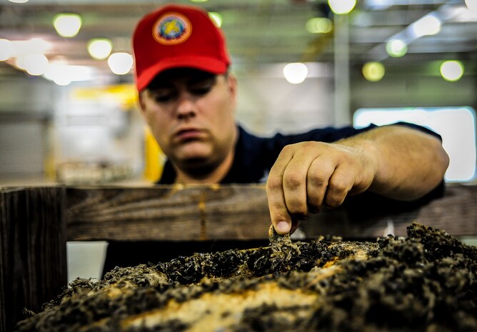 Petty Officer 1st Class William Senseney, Navy Munitions Command mine shop team leader and Navy mineman, pulls off dirt and mollusks from a mine July 19, 2012 at Joint Base Charleston –Weapons Station, S.C., that had been in the water for years. The mine will go through water blasting, extreme heat to dry the mine, as well as painting. (U.S. Air Force photo by Senior Airman Dennis Sloan)