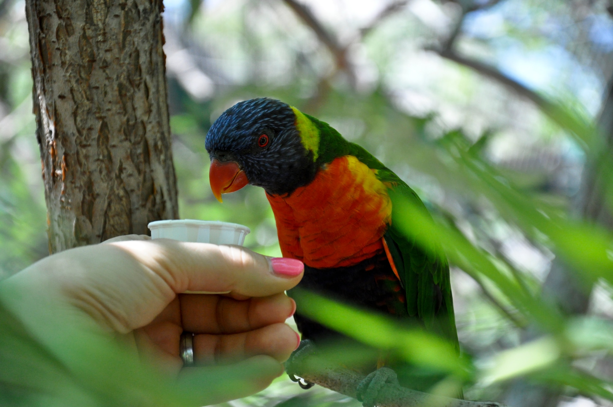 DENVER – A lorikeet eats nectar from a women’s hand at the Denver Zoo July 21, 2012.  The zoo strives to facilitate interaction between visitors and its animals as an initiative to raise conservation-based awareness, according to the official website.  (U.S. Air Force photo by Staff Sgt. Nicholas Rau)  