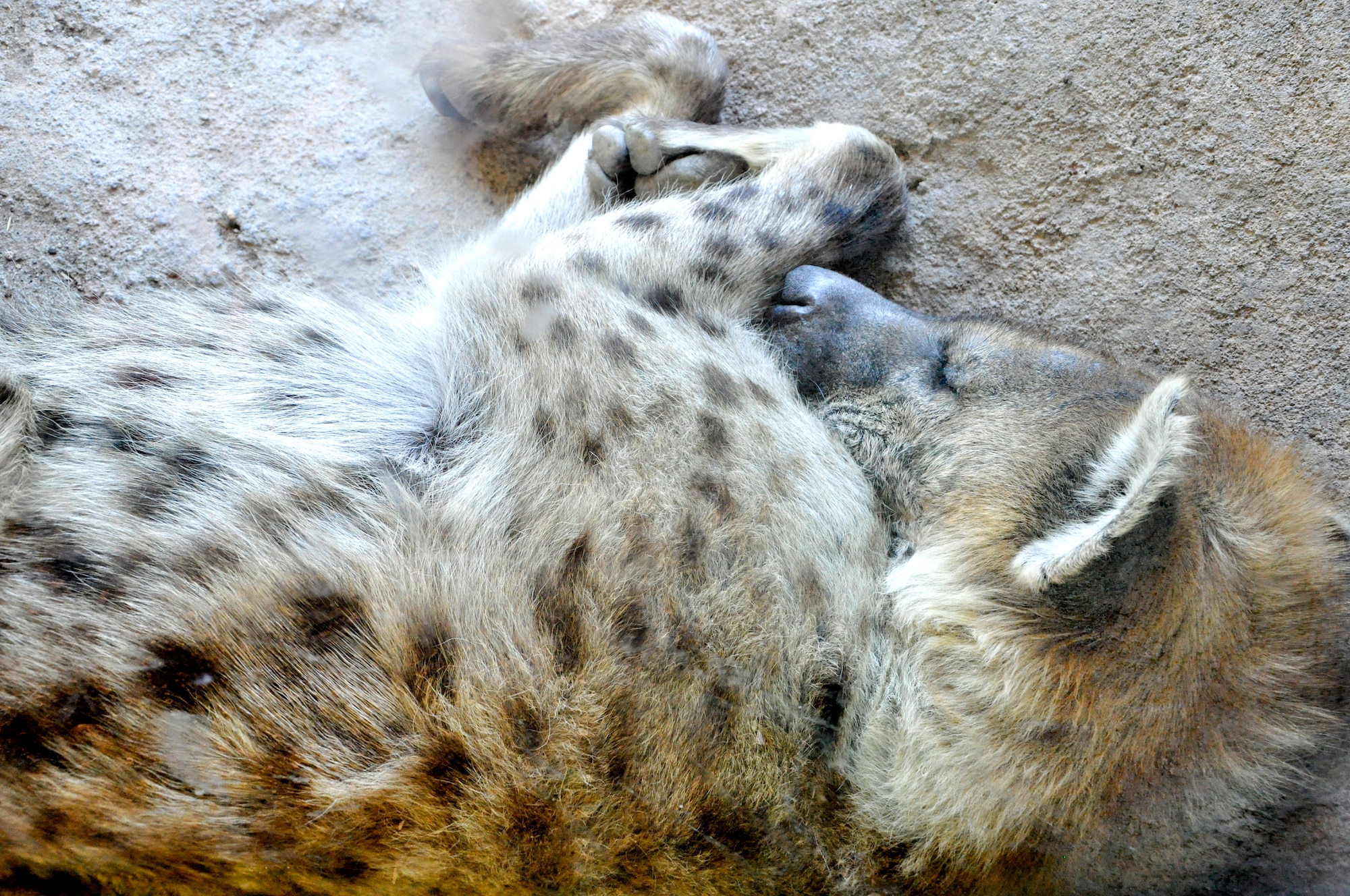 DENVER – A hyena sleeps soundly against the glass wall of its enclosure at the Denver Zoo July 21, 2012.  The hyena lives in a part of the zoo known as Predator Ridge; a $16.5 million exhibit designed to recreate a portion of Samburu National Reserve in Kenya, according to the official website.  (U.S. Air Force photo by Staff Sgt. Nicholas Rau)  