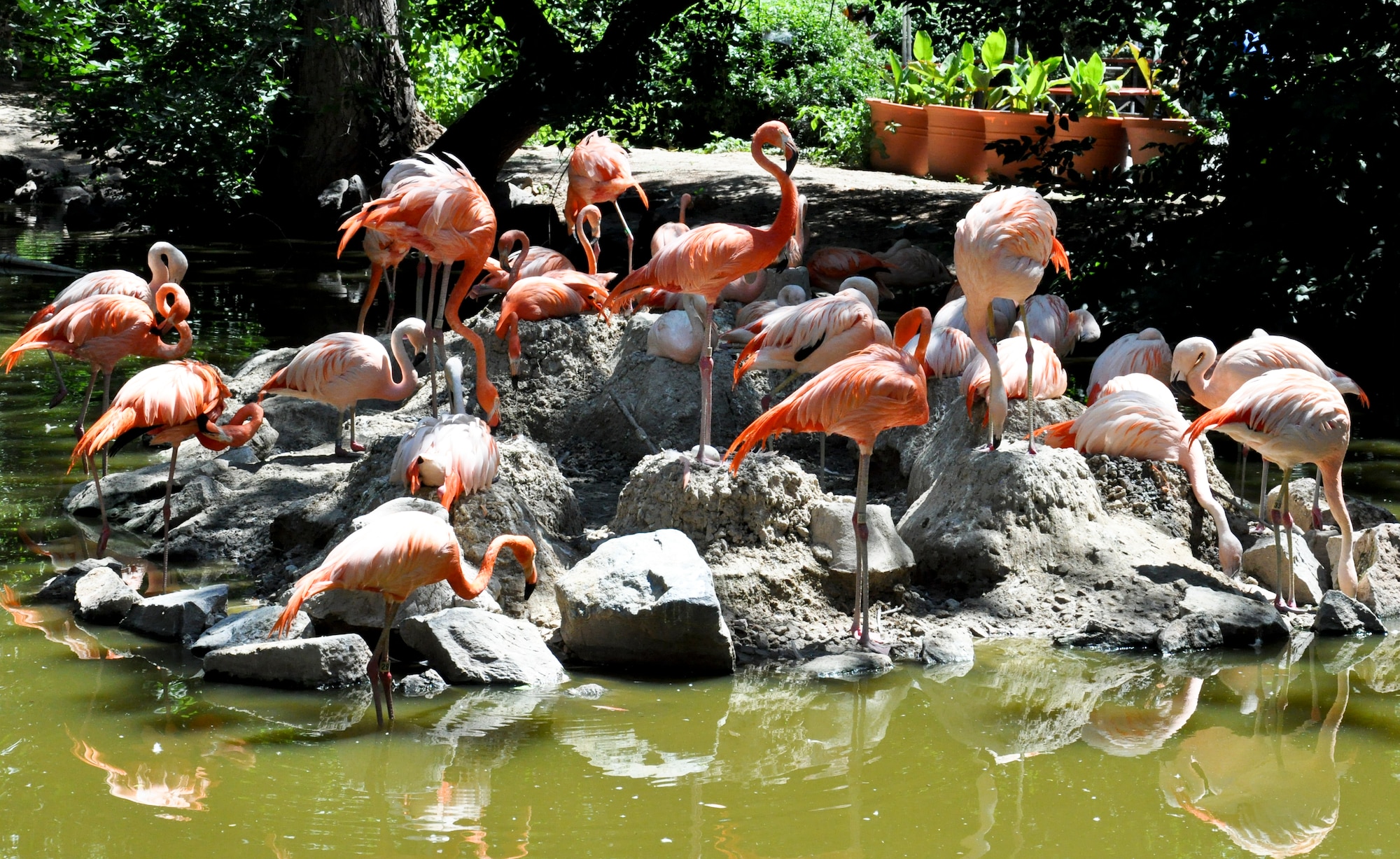 DENVER – A stand of flamingos occupy a rock in their lagoon-like habitat at the Denver Zoo July 21, 2012.  The zoo accommodates approximately 1.6 million visitors annually, according to the official website.  (U.S. Air Force photo by Staff Sgt. Nicholas Rau)  