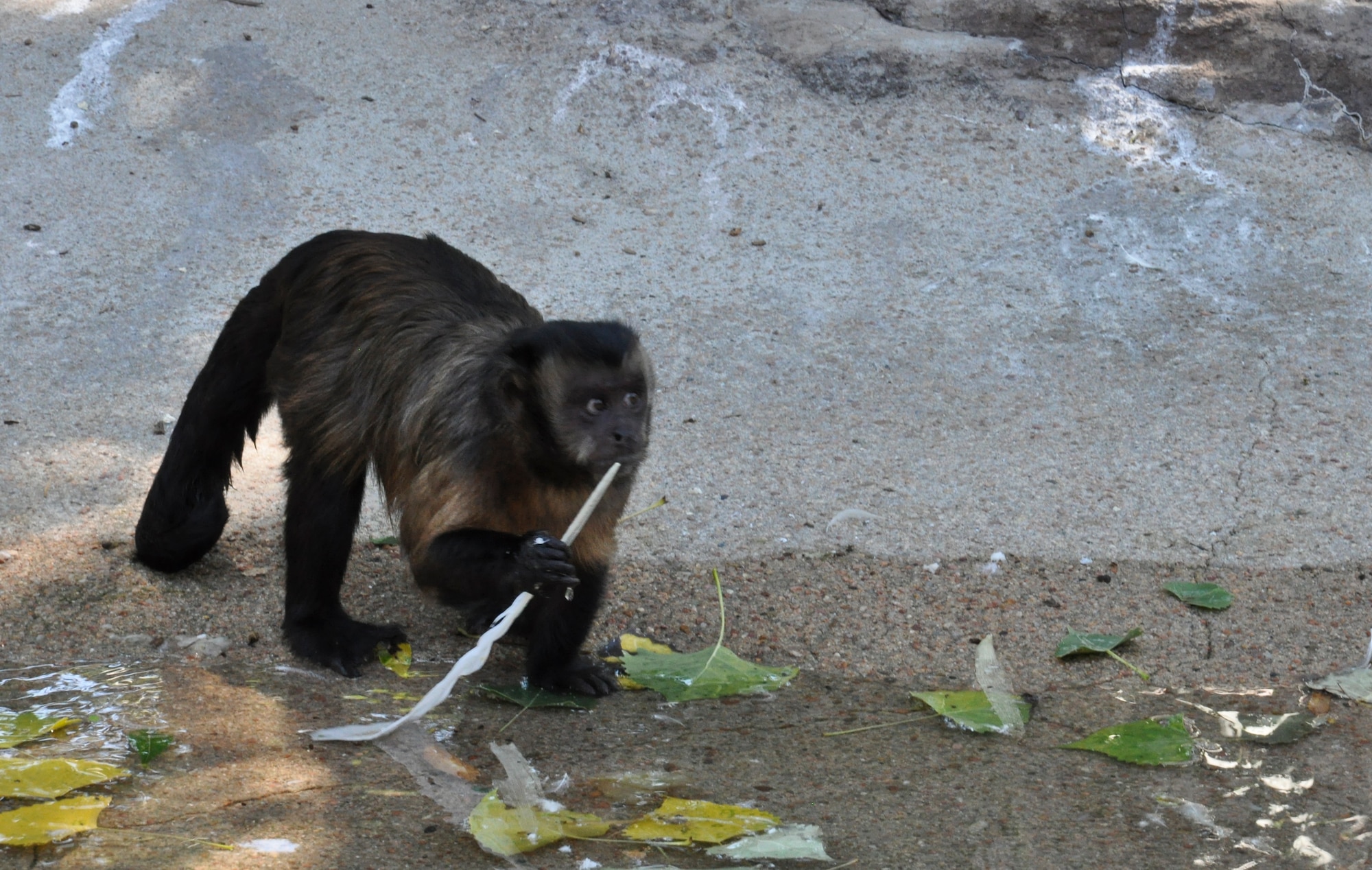 DENVER – A monkey at the Denver Zoo goes wide-eyed as it looks across a shallow pond July 21, 2012.  The zoo has nearly 4,000 animals representing 700 species, including exotic animals like amur leopards, king cobras, black rhinos, coral reef fish, elephants, zebras, vampire bats, gorillas and more.  (U.S. Air Force photo by Staff Sgt. Nicholas Rau)