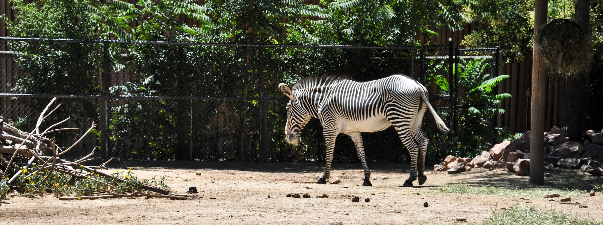 DENVER – A zebra strolls across its enclosure at the Denver Zoo July 21, 2012.  The zoo expanded to an 80-acre wonderland through a cooperative agreement between the city of Denver, the Denver Zoological Foundation and a multitude of generous donors during the 1950s.  (U.S. Air Force photo by Staff Sgt. Nicholas Rau)