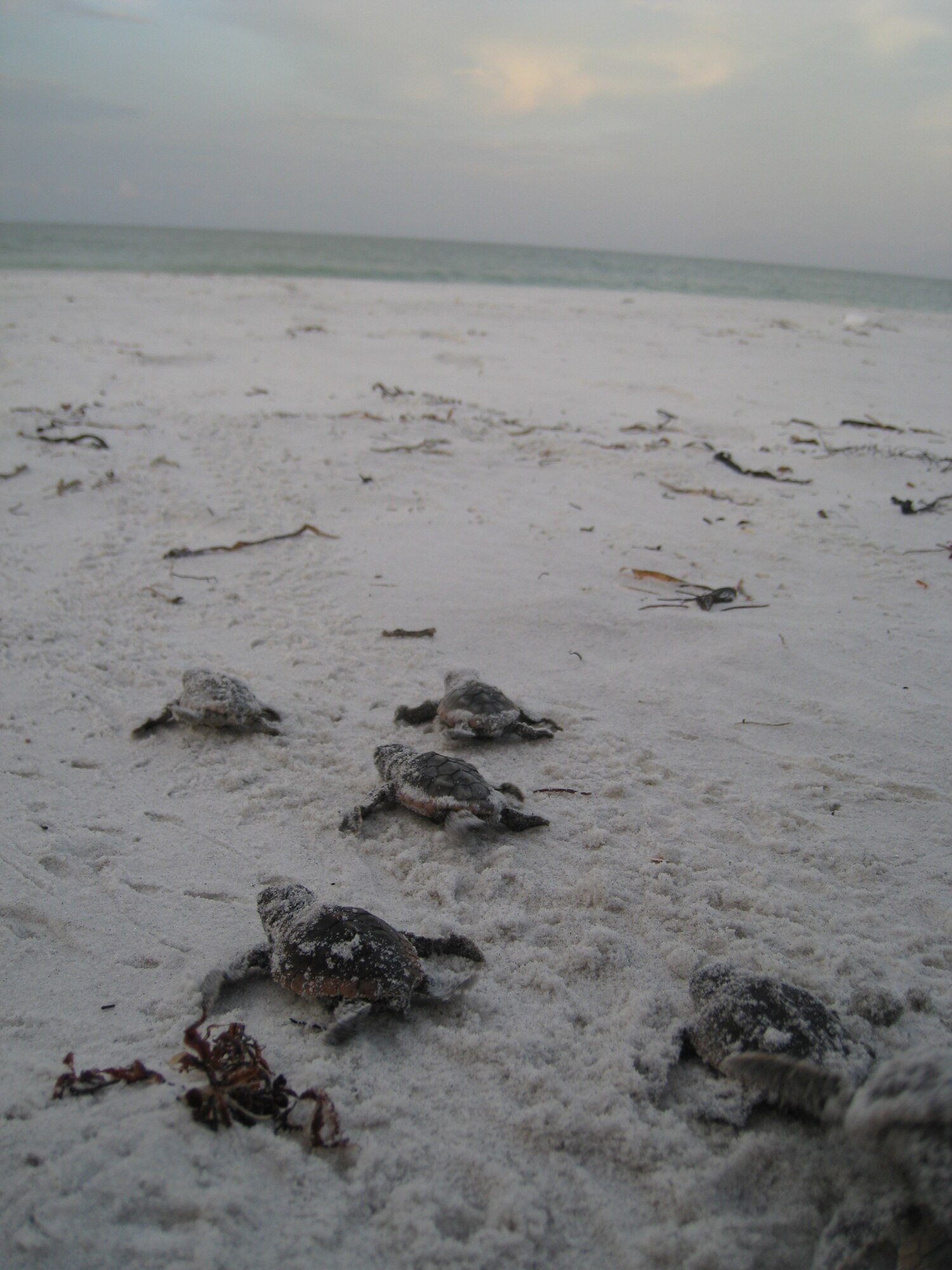 Baby loggerhead seaturtles make their way across Tyndall's beaches to reach the Gulf of Mexic. The first, of more then 65, sea turtle nests hatched on Tyndall’s beaches Saturday night, July 21, followed by the second hatching late Sunday night, July 22. (U.S. Air Force photo by John Jennings)