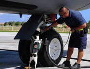 ANDERSEN AIR FORCE BASE, Guam— ANDERSEN AIR FORCE BASE, Guam—Richard Napoleon, U.S. Department of Agriculture canine handler, and his partner Chico, inspect a KC-135 Stratotanker for brown tree snakes, July 24.  There are 24 trained terriers with USDA working at Andersen AFB and Naval Base Guam. (U.S Air Force photo by Senior Airman Benjamin Wiseman/Released)