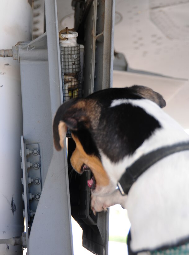 ANDERSEN AIR FORCE BASE, Guam— ANDERSEN AIR FORCE BASE, Guam—Chico, U.S. Department of Agriculture canine and his handler inspect a KC-135 Stratotanker for brown tree snakes, July 24. . Every aircraft that departs from Andersen AFB and is scheduled to land at another location is searched by the USDA canine unit to ensure that brown tree snakes do not leave Guam. (Air Force photo by Senior Airman Benjamin Wiseman/Released)