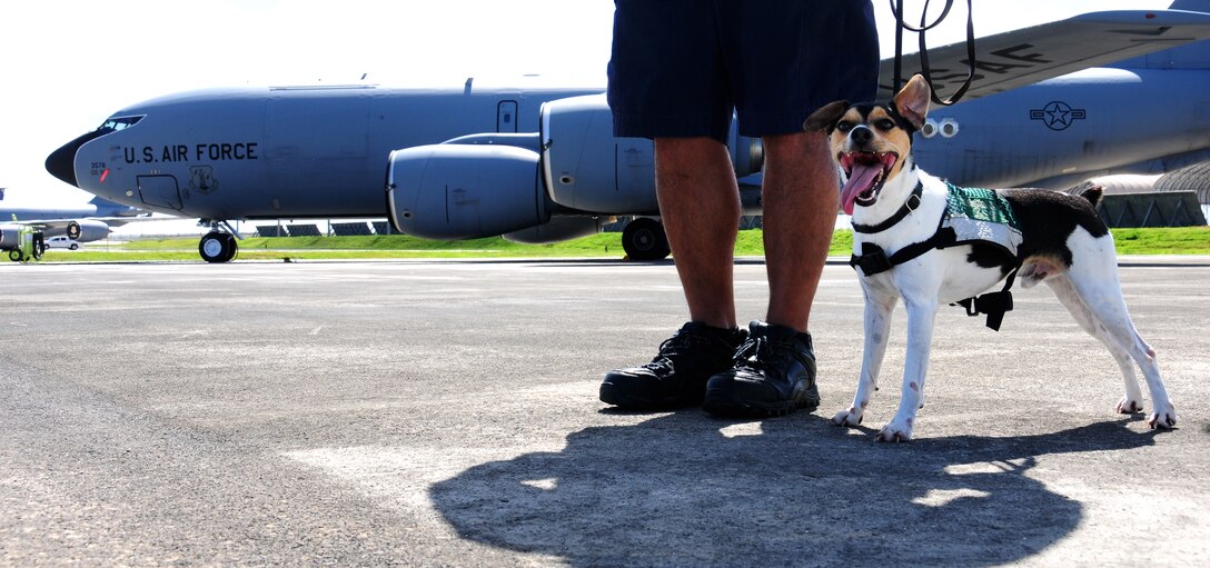 ANDERSEN AIR FORCE BASE, Guam—Chico, U.S. Department of Agriculture canine and his handler prepare to inspect a KC-135 Stratotanker for brown tree snakes, July 24. All aircraft that depart from Andersen AFB and are scheduled to land at a location other than Guam are searched by the USDA canine unit to ensure brown tree snakes do not leave Guam. (Air Force photo by Senior Airman Benjamin Wiseman/Released)