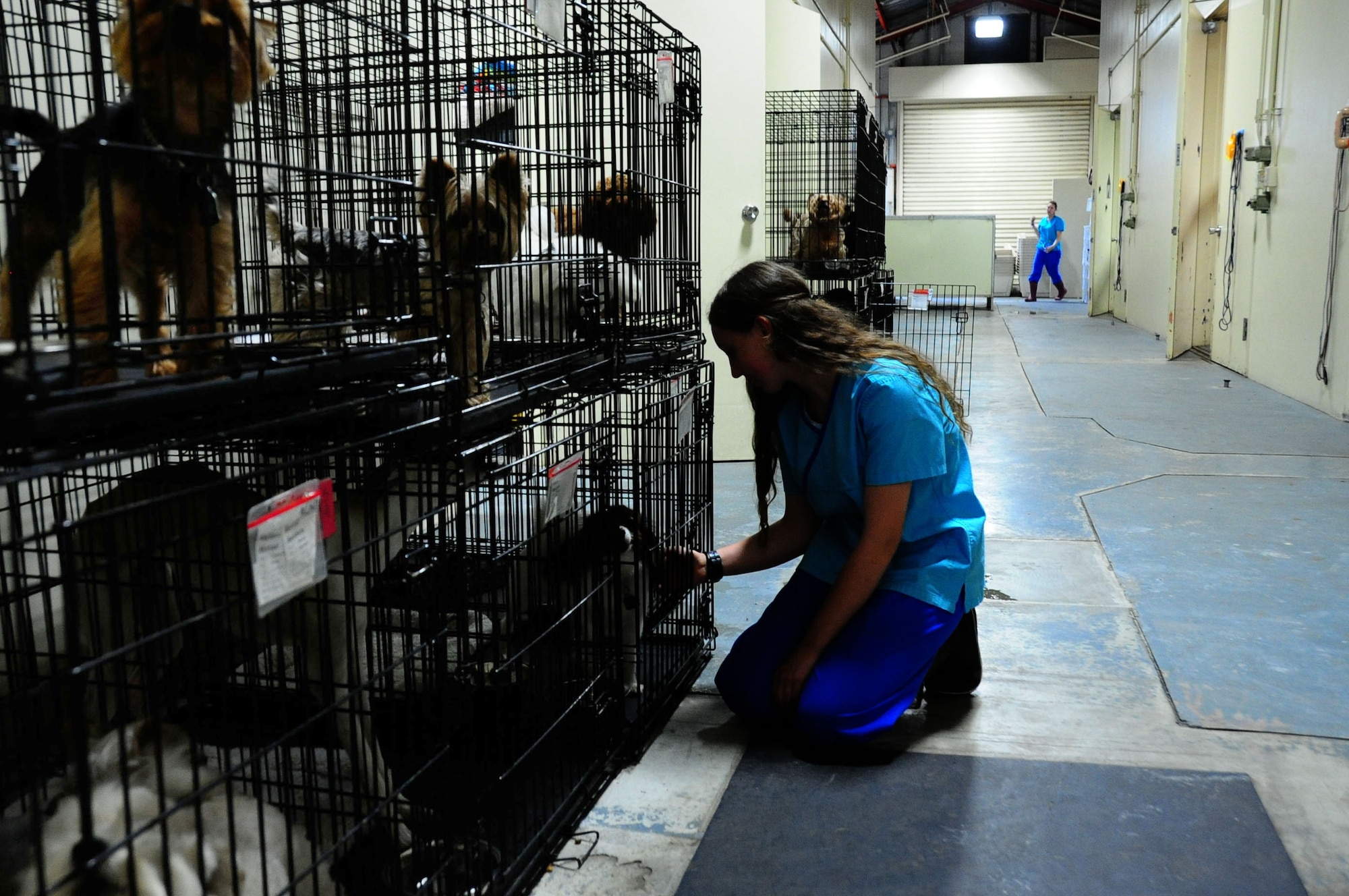 Gracie Skelton, 14, Misawa pet kennel summer hire, prepares to take a dog for  exercise at Misawa Air Base, Japan, July 30, 2012.  The pet kennel is open Monday through Saturday from 10 a.m. to 6 p.m. and is closed on Sundays and all federal holidays.  If the holiday is on a Monday, the staff will be minimally manned for inbound families.  (U.S. Air Force photo by Staff Sgt. April Quintanilla/Released)
