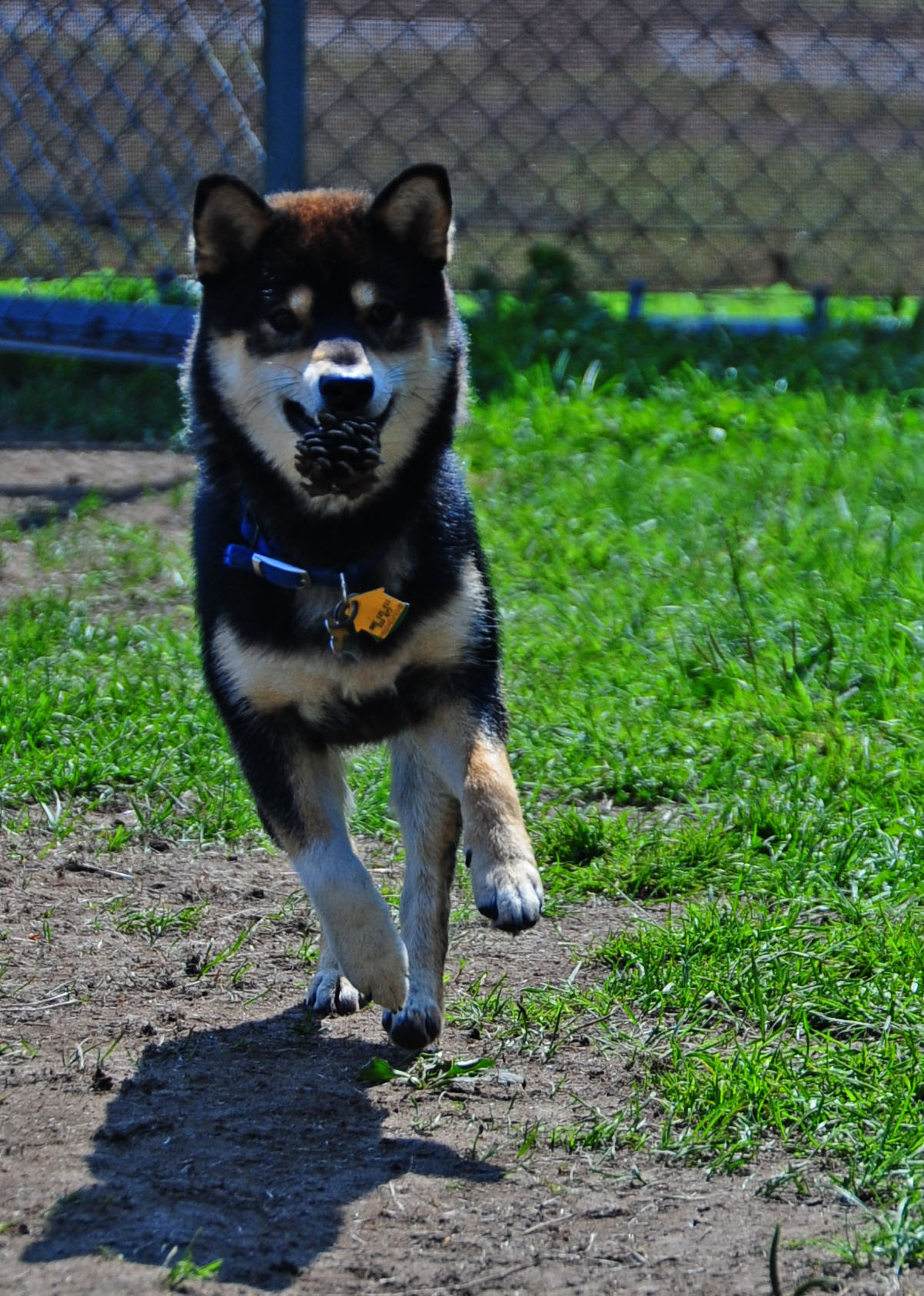 Misawa kennel caters to canines and cats > Misawa Air Base > Article