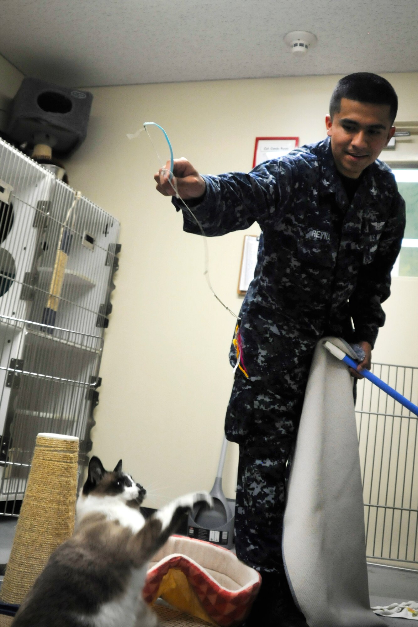 Jaime Reyna, Pets Are Worth Saving volunteer, entertains a cat with a toy while cleaning one of the rooms in the PAWS facility at Misawa Air Base, Japan, July 25, 2012. Volunteers are encouraged to donate their time, even if it’s just giving the cats attention. (U.S. Air Force photo by Airman 1st Class Zachary Kee/Released)